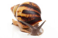 Archachatina papyracea adelinae Cameroon adult F1